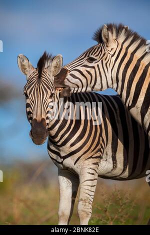 La zebra di Plain (Equus quagga) che si incula al collo di un rivale durante una lotta Hluhluwe imfolozi Park. Sudafrica. Foto Stock