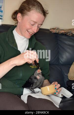 Samantha Pickering nutrire un cazzo di Jackdaw abbandonato salvato (Corvus monidula), North Devon Bat Care, Barnstaple, Devon, UK, giugno. Modello rilasciato Foto Stock