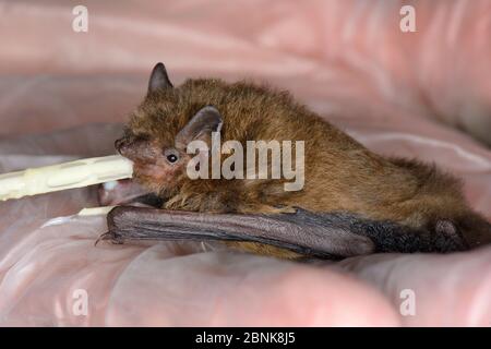 Soccorso abbandonato Pipistrellus pygmaeus pipistrelle cucù (Pipistrellus pygmaeus) che si alimenta da una pipetta, North Devon Bat Care, Barnstaple, Devon, UK, agosto. Mod Foto Stock