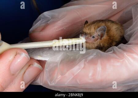 Soccorso abbandonato Pipistrellus pygmaeus pipistrelle cucù (Pipistrellus pygmaeus) che si alimenta da una pipetta, North Devon Bat Care, Barnstaple, Devon, UK, agosto. Mod Foto Stock