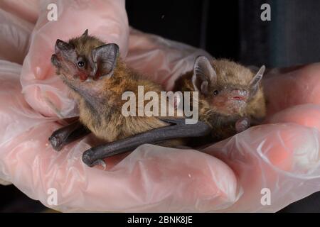 Salvato abbandonato comune pipistrelle cucù (pipistrellus pipistrellus) tenuto a fianco di un paler Pipistellus pygmaeus (Pipistellus pygmaeus), Nord Foto Stock