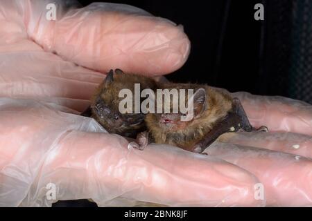 Salvato abbandonato comune pipistrelle cucù (pipistrellus pipistrellus) tenuto a fianco di un paler Pipistellus pygmaeus (Pipistellus pygmaeus), Nord Foto Stock