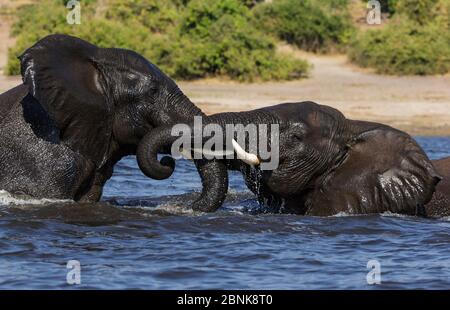 Elefante africano (Loxodonta africana) tori che giocano nel Parco Nazionale del fiume Chobe, Botswana. Foto Stock