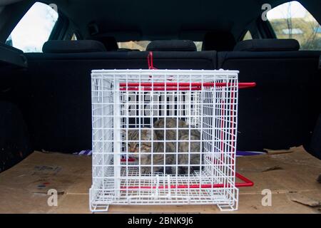 Ibrido di gatti selvatici scozzesi (Felis silvestris grampia) e gatti selvatici (Felis catus) in attesa di neutralizzare in gabbia di contenimento, Aberdeenshire, Scozia, Regno Unito, Decemba Foto Stock