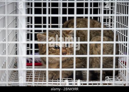 Ibrido di gatti selvatici scozzesi (Felis silvestris grampia) e gatti selvatici (Felis catus) in attesa di neutralizzare in gabbia di contenimento, Aberdeenshire, Scozia, Regno Unito, Decemba Foto Stock