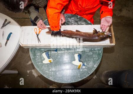 Biologo che misura il salmone Atlantico (Salmo salar) in vivaio prima di essere rilasciato nuovamente in natura, sandbank Hatchery, Glenlivet, Moray, SCO Foto Stock