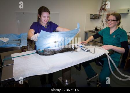 Veterinari a Morven pratica veterinaria preparazione di un giovane gatto selvatico scozzese (Felis silvestris grampia) e gatto feriale (Felis catus) ibrido per il neutrering, Abe Foto Stock