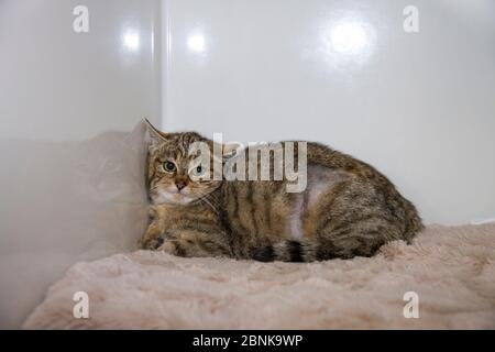 Giovane gatto selvatico scozzese (Felis silvestris grampia) gatto feriale incrociato (Felis catus) ibrido che riposa dopo neutering, Aberdeenshire, Scozia, Regno Unito, Decem Foto Stock