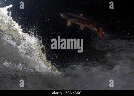 Salmone atlantico (Salmo salar) saltando su una cascata durante la migrazione in affluente del Spey. Cairngorms National Park, Scotland, Regno Unito, ottobre. Foto Stock