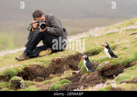 Tourist photographing Atlantic Puffin (Fratercla arctica), Fair Isle, Sheltand , Scozia, UK, June. Foto Stock