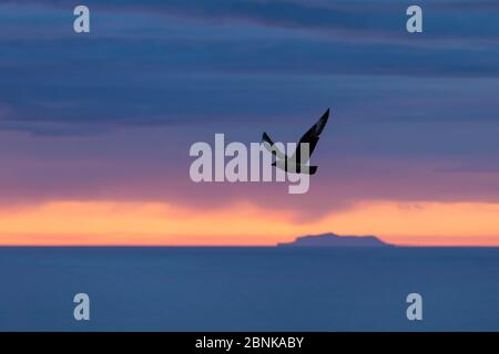 Grande Skua (Stercorarius skua) in volo con Foula sullo sfondo, Shetland , Scozia, UK, giugno. Foto Stock