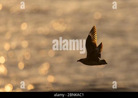 Grande Skua (Stercorarius skua) in volo, Scozia, Regno Unito, giugno. Foto Stock