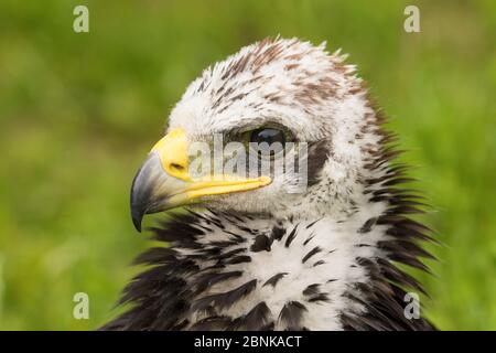 Aquila d'oro (Aquila chrysaetos) primo piano di testa di 5-6 settimane di cazzo , Scozia, Regno Unito. Foto Stock