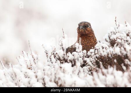 Grouse rosso (Lagopus lagopus scoticus) primo piano di femmina tra eriche nella neve, Scozia, Regno Unito. Marzo. Foto Stock