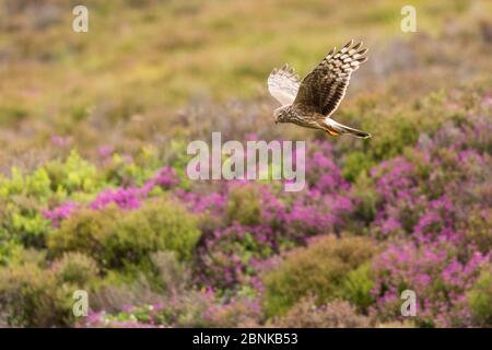 Hen Harrier (Circus cyaneus) femmina adulta in volo sopra la brughiera di erica, Scozia, Regno Unito. Luglio. Foto Stock