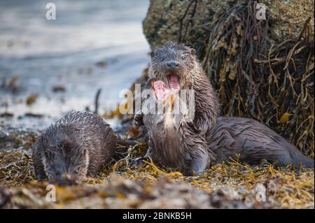 Lontra fluviale europeo (Lutra lutra) i cuccioli di tre mesi di età giocano combattendo sulla riva, Shetland, Scozia, UK, febbraio. Foto Stock