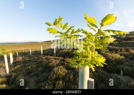 Alberello di quercia (Quercus robor) crescente nella struttura ad albero di protezione sulla recente piantati area boschiva protetto da recinzione di Cervo, vicino Duthil, Cairngorms National Park, Sc Foto Stock