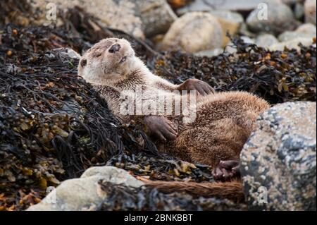 Lontra di fiume europeo (Lutra lutra) che dormono sulla costa rocciosa, Shetland, Scozia, Regno Unito, luglio. Foto Stock