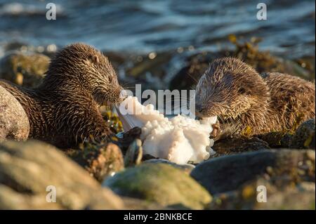 Lontra fluviali europei (Lutra lutra) cuccioli di cinque mesi di età che nutrono polpi, Shetland, Scozia, Regno Unito, ottobre. Foto Stock