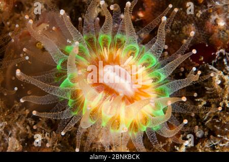 Devonshire Cup Coral (Caryophyllia smithii), John o' Groats, Scozia del Nord, Regno Unito, maggio. Foto Stock