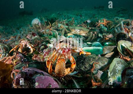 Letto di musella di cavallo (Modiolus modiolus) con stelle fragili e granchi, Shetland, Scozia, Regno Unito, settembre. Foto Stock