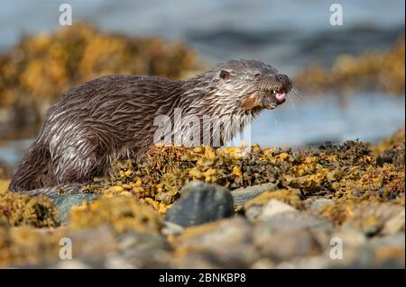 Lontra di fiume europeo (Lutra lutra) cucciolo che si nutre su un pesce di palma sulla costa rocciosa, Shetland, Scozia, Regno Unito, febbraio. Foto Stock