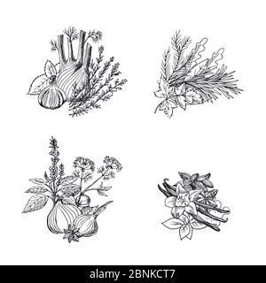 Vettore mano disegnati erbe e spezie mucchi di illustrazione set Illustrazione Vettoriale