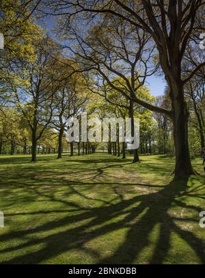 Woodland nel memoriale sudafricano dedicato ai soldati sudafricani che hanno perso la vita nella prima guerra mondiale, Longueval, Somme, Piccardia, Francia, M. Foto Stock