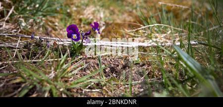 Peat Lane, Bewerley, Harrogate, North Yorkshire, Inghilterra, Regno Unito. 11/05/20. Self seminato pansy selvaggio fiorire sulla riva erbosa a Nidderdale a 900ft Foto Stock