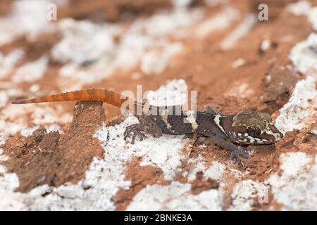 Parco Nazionale di Ankarana, Madagascar, Stumpff's Malgcan Ground gecko (Paroedura stumpffi) Foto Stock