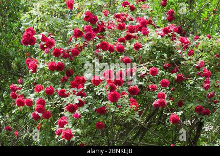 Fiori di rosso roso Foto Stock