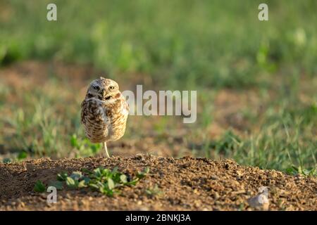 Gufi di burrowing che si eruttano sopra un buco Foto Stock