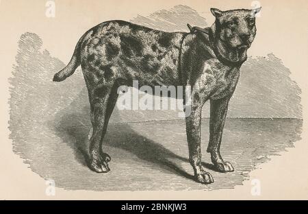 Incisione antica del 1866, il sanguinoso "Spot" della storia del soldato di Goss. "Questo cane è un cane cubano Bloodhound, e l'unico sopravvissuto di un pacchetto di hounds (alcuni di loro, tuttavia, sono i comuni hounds del sud) usato dal capitano Wirz alla prigione di Andersonville, Georgia, per ricapturare i prigionieri dell'Unione fuggiti. Peso, 159 libbre; altezza, 3 piedi; lunghezza dalla punta alla punta, 6 piedi quattro e mezzo pollici." La prigione di Andersonville era un prigioniero confederato del campo di guerra ad Andersonville, Georgia, durante la guerra civile americana. FONTE: INCISIONE ORIGINALE Foto Stock