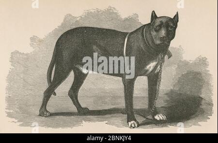 Incisione antica del 1866, il sangue "Hero" della storia del soldato di Goss. "Questo cane è un Bloodhound russo, ed è stato usato durante la guerra alla prigione di Libby e al castello di Thunder, Richmond, Virginia, per proteggere i prigionieri dell'Unione e ricatturare coloro che sono fuggiti. Peso, 198 libbre; altezza, 3 piedi e 2 pollici; lunghezza, dalla punta alla punta, 7 piedi uno e mezzo pollici." La prigione di Andersonville era un prigioniero confederato del campo di guerra ad Andersonville, Georgia, durante la guerra civile americana. FONTE: INCISIONE ORIGINALE Foto Stock