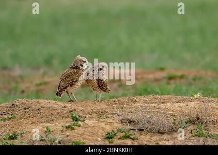 Gufi di burrowing che si eruttano sopra un buco Foto Stock