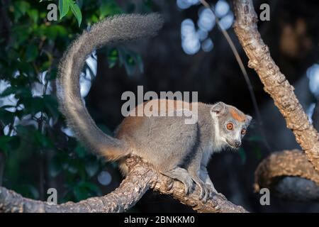 Corona di lemuri (Eulemur coronatus) femmina in albero, Ankarana Parco Nazionale, Madagascar Foto Stock