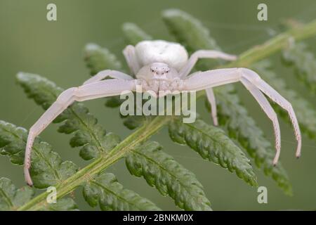 Ragno di granchio di gondone (Misumena vatia) Brasschaat, Belgio settembre Foto Stock