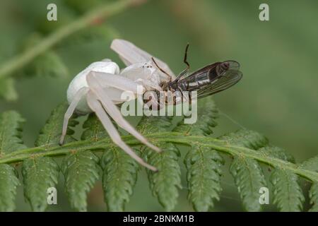 Ragno di granchio di verga (Misumena vatia) con preda di insetti, Brasschaat, Belgio settembre Foto Stock