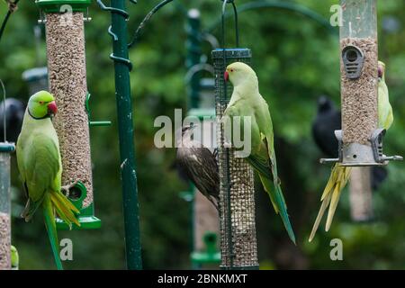 Parakeet con anataggio rosa (Psittacula krameri) con lo Starling (Sturnus vulgaris) sul bird feeder. Londra, Regno Unito. Foto Stock