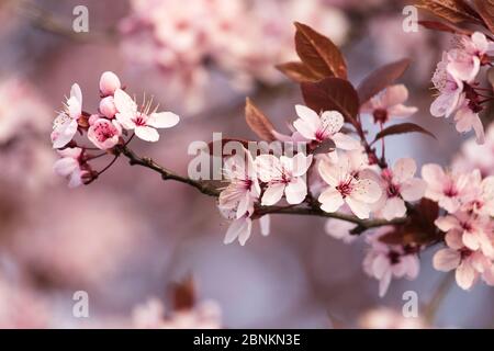 Prugna ematica in piena fioritura, Prunus cerasifera, prugna di ciliegia rossa Foto Stock