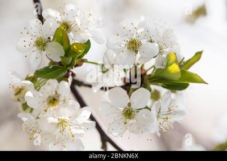 Fiorisce ciliegia acerrima in una giornata di sole primavera, Prunus cerasus, ciliegia acerrima Foto Stock