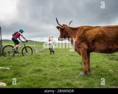 Mountain bike su un altopiano nel Massiccio Centrale, in Alvernia in Francia, sullo sfondo la cresta del Pic du Capucin, 1468 m Foto Stock