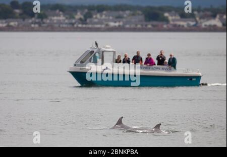 Turisti che guardano due delfini tursiopi (Tursiops truncatus) dalla barca, Moray Firth, Inverness, Scozia, Regno Unito, luglio 2014. Foto Stock