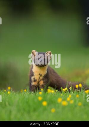 Pineta martes tra le coppe, Ardnamurchan, Lochaber, Highland, Scozia, UK, giugno. Foto Stock