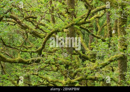 Quercia sessile (Quercus petraea) in antico bosco di querce, Sunart Oakwoods, Ardnamurchan, Lochaber, Highland, Scozia, UK, giugno. Foto Stock