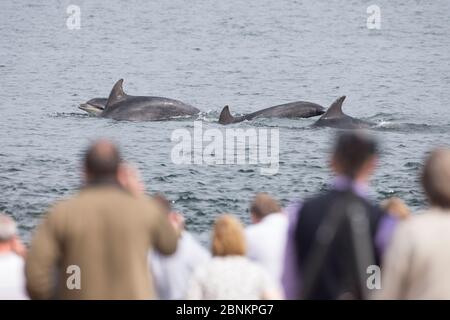 Quattro delfini tursiopi (Tursiops truncatus) nuotano di fronte ai turisti, Moray Firth, Inverness, Scozia, UK, luglio 2014. Foto Stock