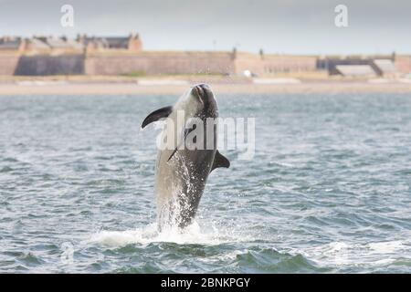 Delfino a collo di bottiglia (Tursiops truncatus) che bracchiava con Fort George in background, Moray Firth, Inverness, Scozia, UK, luglio 2014. Foto Stock