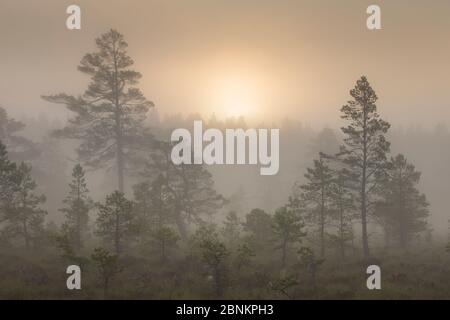 Alba foschia sopra Abernethy Forest, Cairngorms National Park, Scozia, Agosto 2014. Foto Stock