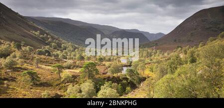 Rigenerazione di bosco lungo la valle glaciale, Glen Mhor, Alladale deserto riserva, Sutherland, Scozia, settembre 2014. Foto Stock