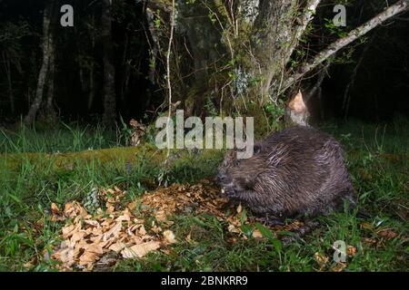 Castoro eurasiatico (fibra di Castor) che si nutra di notte, Foresta di Knapdale, Argyll, Scozia, Regno Unito, giugno. Foto Stock